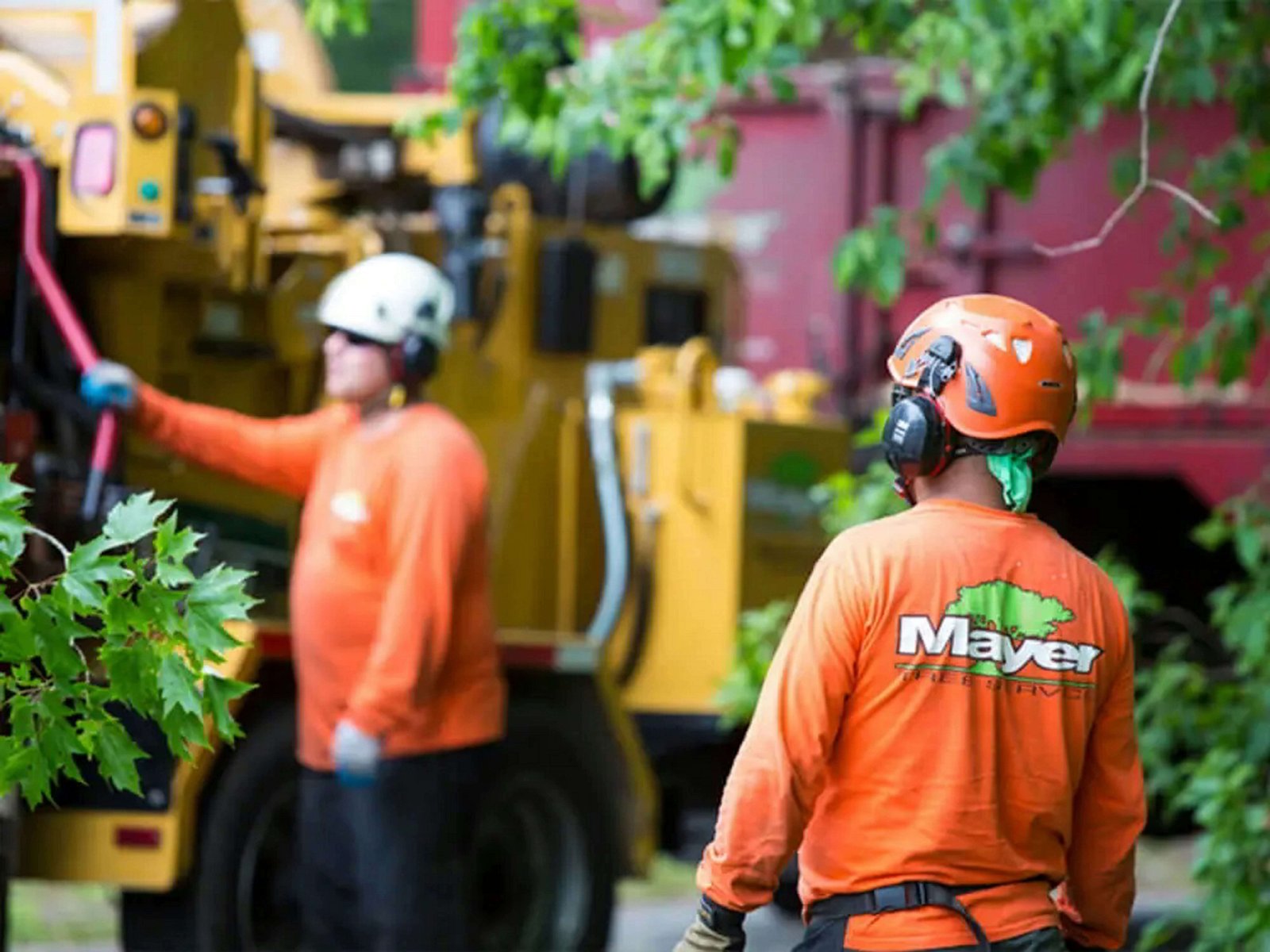 Stump grinding aftermath